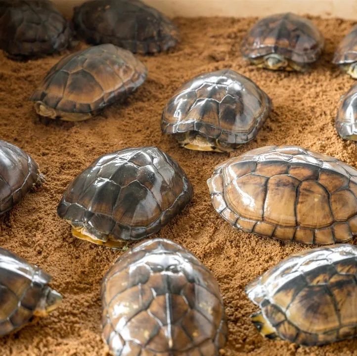 自制超火爆的网红甜品有哪些,顺德传统甜品双皮奶