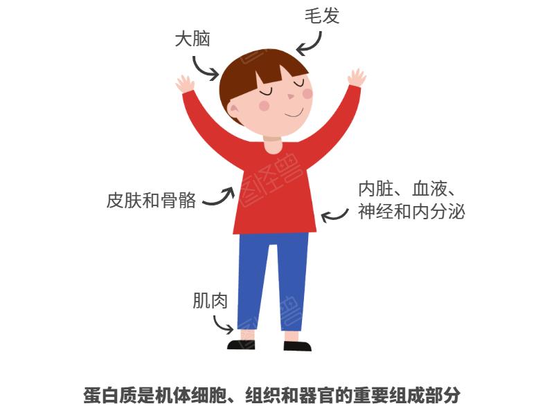 何必买蛋*粉白**？这些食物富含天然好蛋白，看完不再花冤枉钱