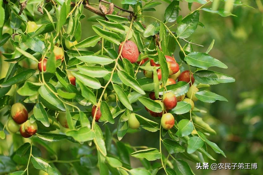 红枣树黄叶死树怎么办,红枣树膨果技术与管理