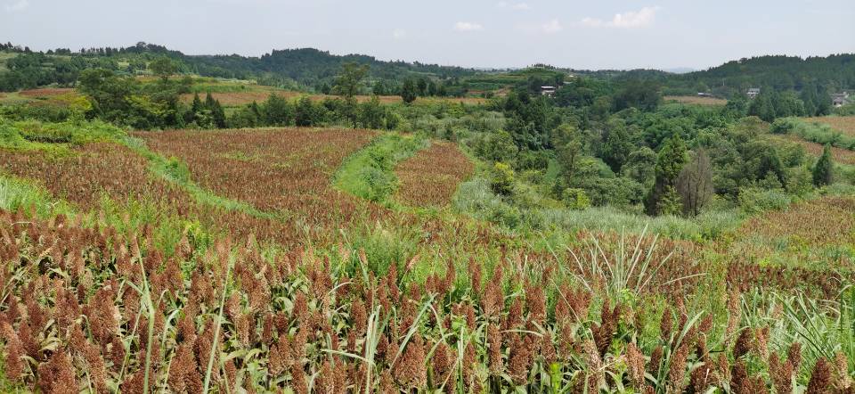 红了！红了！这些天的南充市嘉陵区龙蟠镇真的是“红遍天”了
