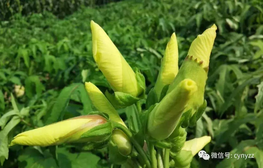 药食同源金花葵,金花葵是药食同源食品吗