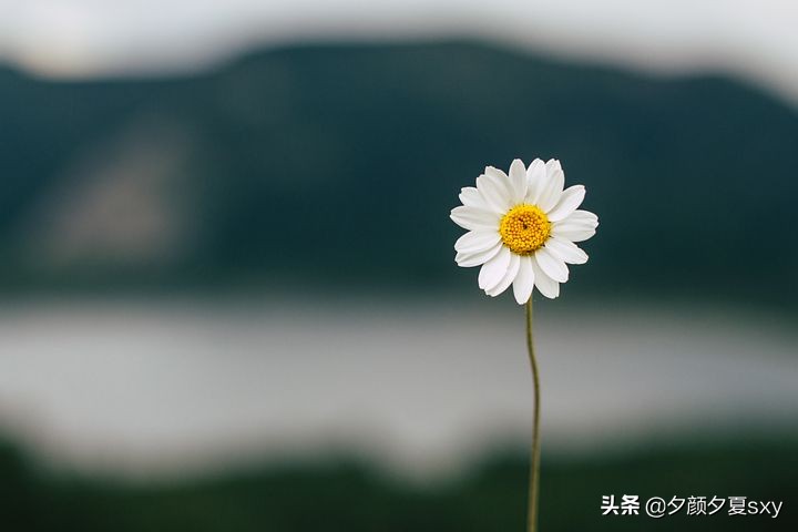 总要一些温柔的梦驱散生活的疲惫,疲惫的生活总要有一些温柔的梦