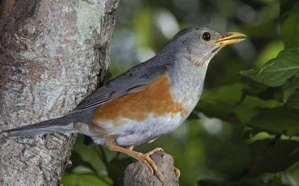 广东常见鸟类图谱和名称图文,东江揽胜鸟类