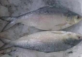 开海特价海鲜,开海的海鲜视频