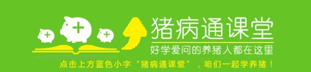 猪断尾和不断尾有啥区别,给猪断尾巴的好处