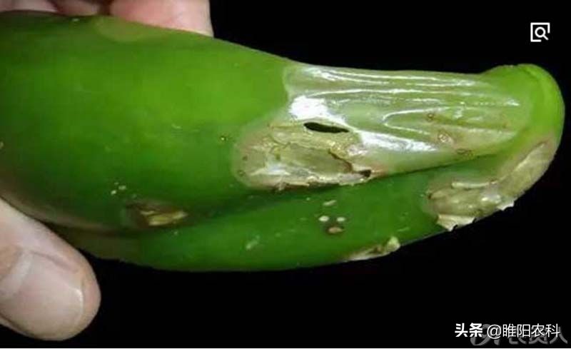 最新霜霉病新药,特效药百种病害