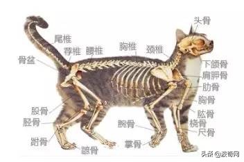 拉猫尾巴拉稀的原因,猫咪拽尾巴拉稀是真的吗