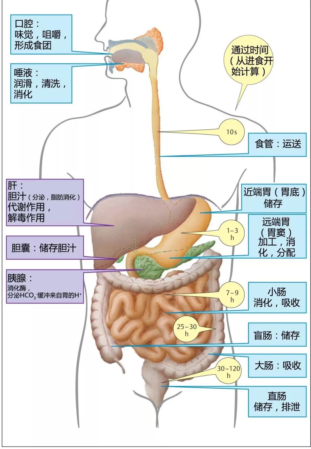明星们疯狂安利的“酵素减肥法”，真的靠谱吗？
