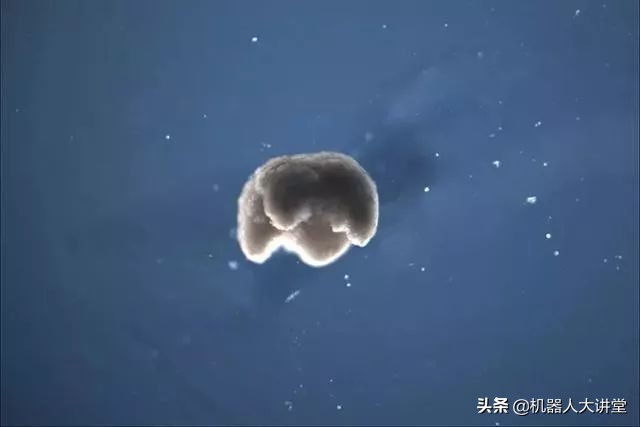 全球首个活体机器人怎么编程,最新人工智能机器人问世