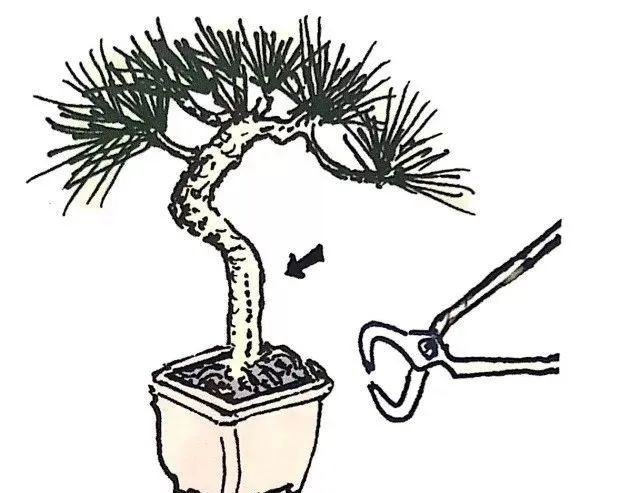 盆景如何养成粗细变化明显,盆景怎么不让树长高