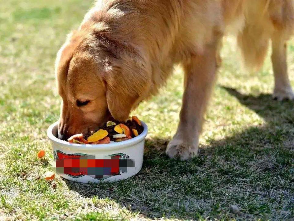 狗狗牙齿疾病怎么预防,狗狗换牙十大禁忌