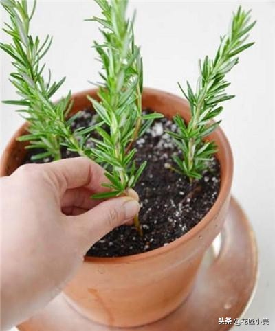 可食用迷迭香盆栽养殖,迷迭香盆栽好养活