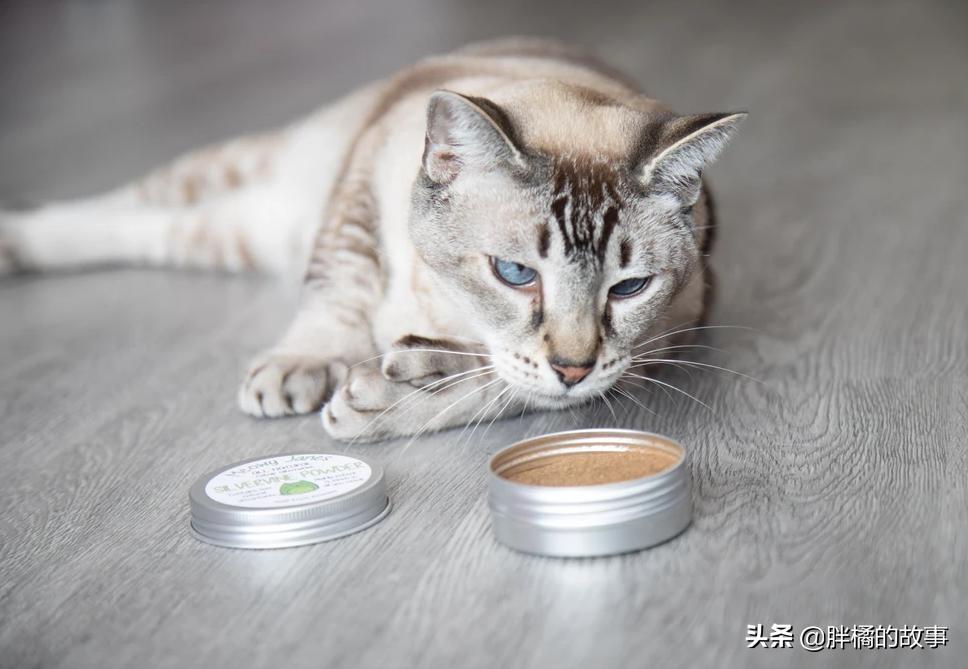 胆小的猫咪怎样撸猫,胆小的猫咪怎么社会化训练