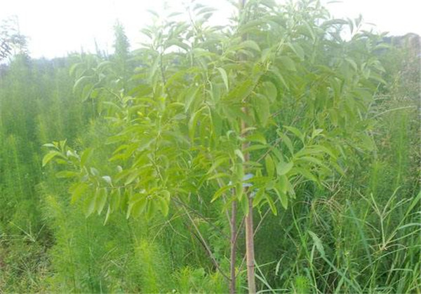 种植檀香最好的方法,檀香石斛的种植注意事项