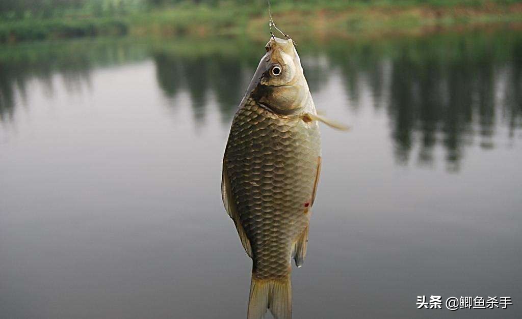 鲫鱼最佳商品饵料,现在鲫鱼爱吃什么饵料