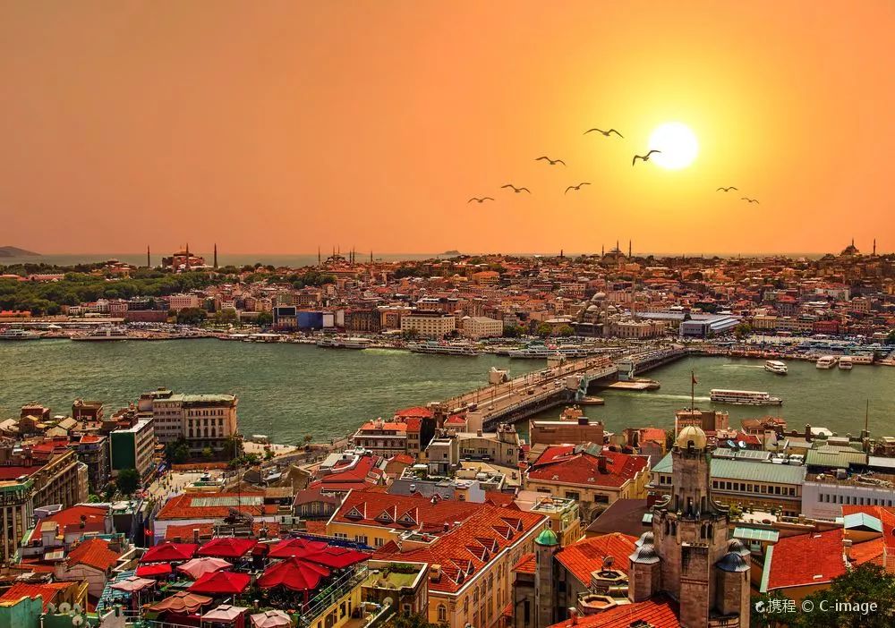 告别流浪猫展览再现12个吸猫圣地,最治愈的吸猫胜地