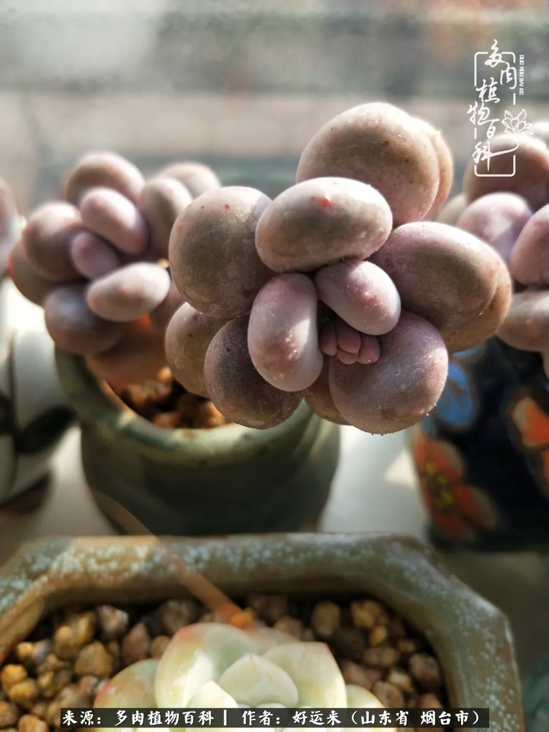 世上怎么会有这么可爱的生物,这世上怎么会有那么可爱的小可爱