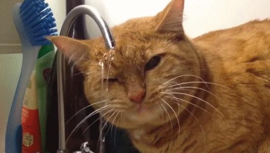 猫咪怕光怕水是怎么回事,你家的猫咪到底有多怕水