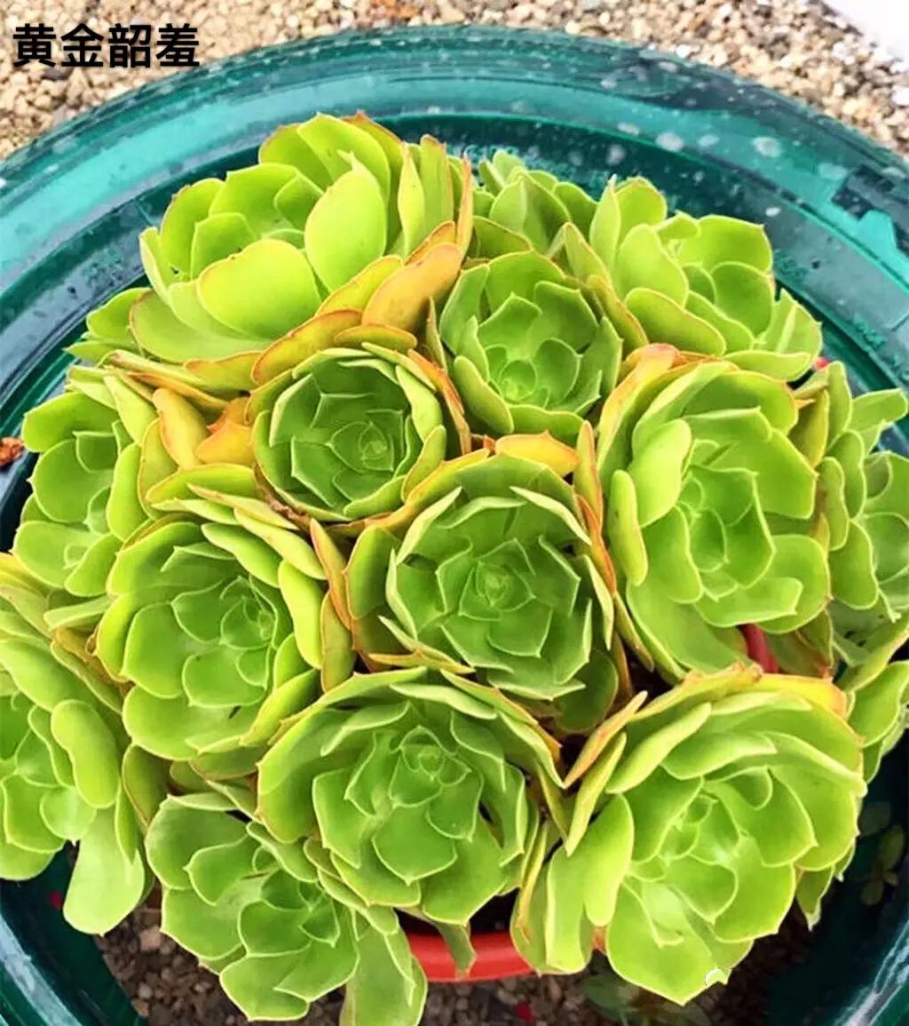 多肉法师韶羞现在能摘心吗,多肉法师欧紫跟韶羞的对比图