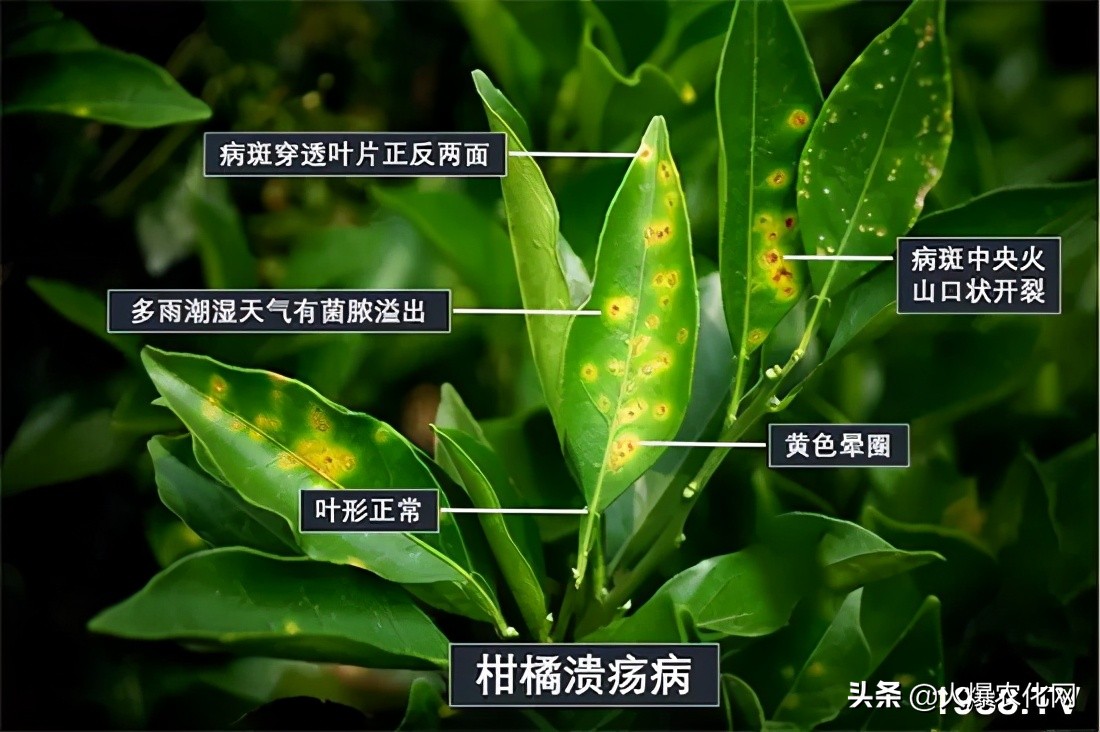 全面替代铜制剂！新一代“击溃爆品”！不伤花果！防治率高达96%