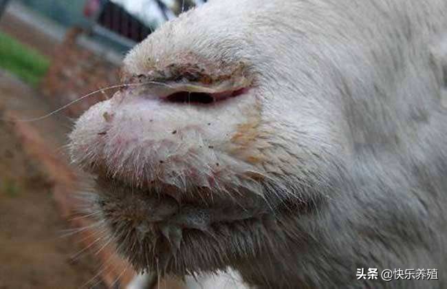 羊打口蹄疫可以预防口疮吗,给羊打口蹄疫苗可以防羊口疮吗