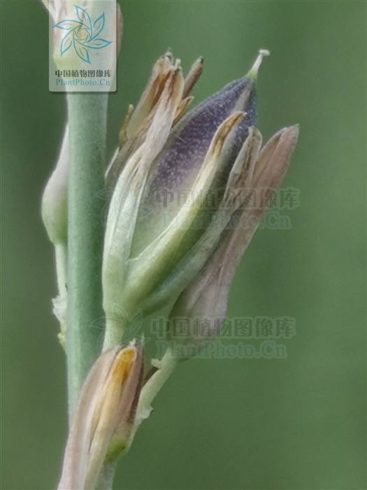 藁本神农本草经,神农本草经葛根原文