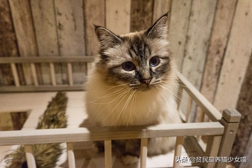 新手养猫指南铲屎官必看,铲屎官必须知道的养猫小技巧