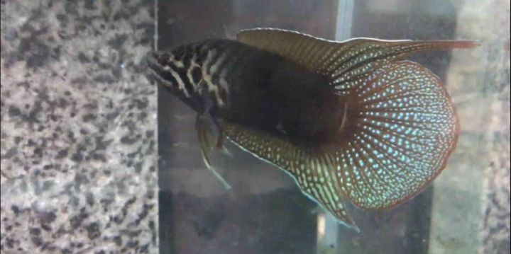 圆尾斗鱼能和泰国斗鱼杂交吗,圆尾斗鱼观赏鱼