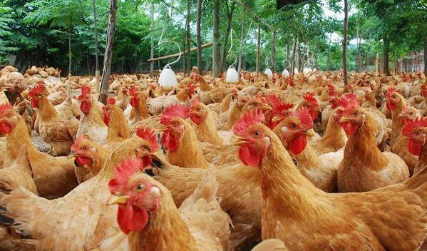 鸡传染法氏囊病怎么治疗,鸡传染给人的病是什么症状