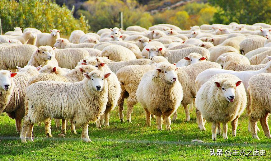 孤悬海外的新西兰,闷声发大财的最好代表