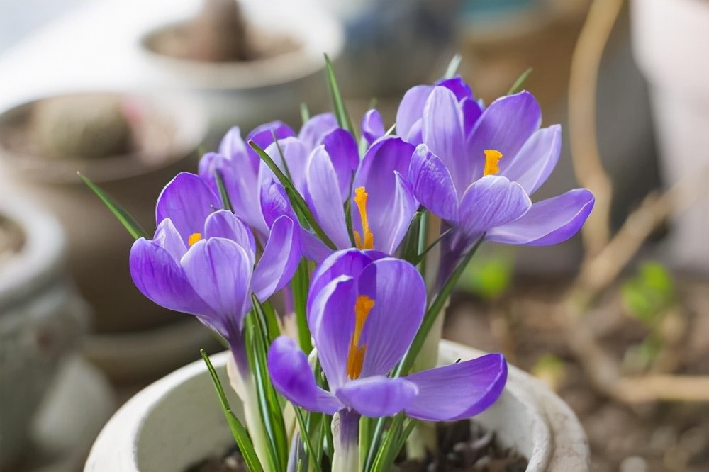 花卉绿植种植大全,温室常见的花卉