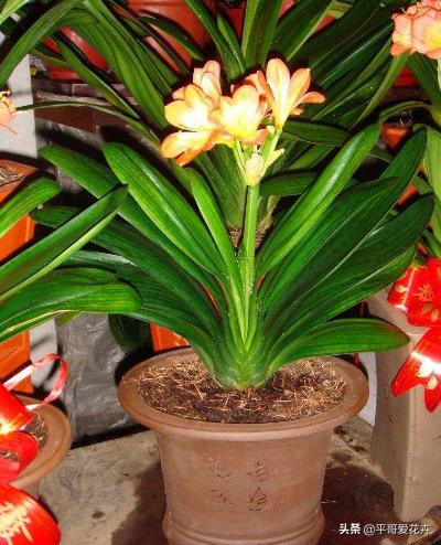 君子兰的种子培育方法和注意事项,君子兰水培和土培哪种成活率高