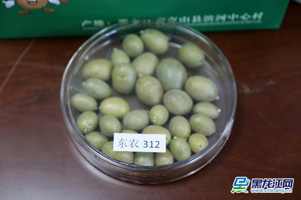 「龙江涉农高校媒体行」立足龙江服务“三农”东北农业大学为龙江农业腾飞插上科技翅膀