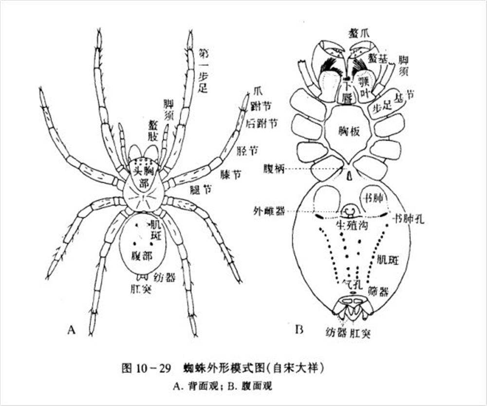 蜘蛛蛛网是从哪里来的,蜘蛛的蛛网是从哪里来的