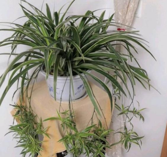 给吊兰换盆时同时可以修根剃头吗,给吊兰施肥怎么做