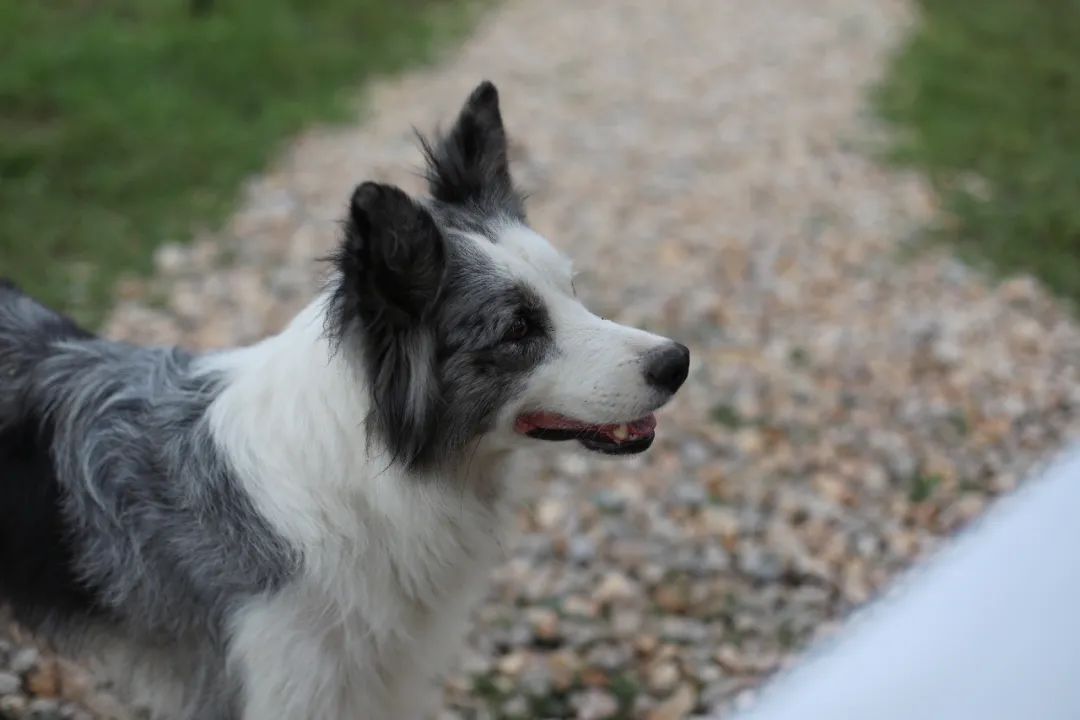 东北哈尔滨夫妻,一对夫妻打造云南的家