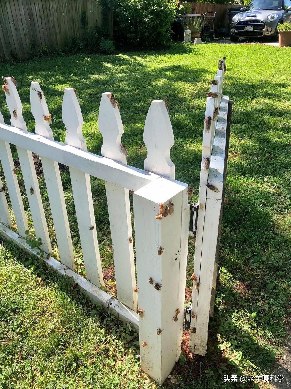 最近知了猴在哪个国家成灾,疯狂的知了