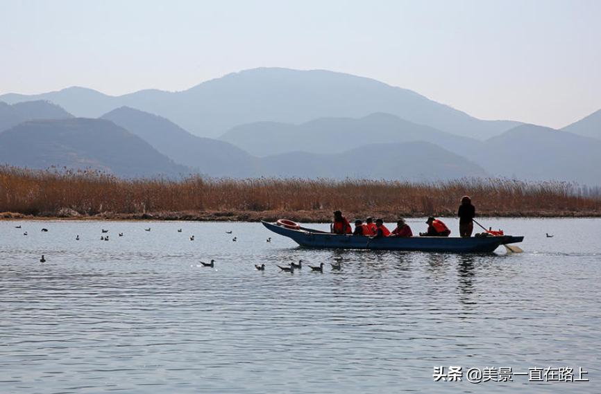 西伯利亚海鸥回到泸沽湖,西伯利亚海鸥泸沽湖