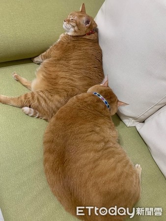 橘猫兄妹,橘猫和俩兄妹