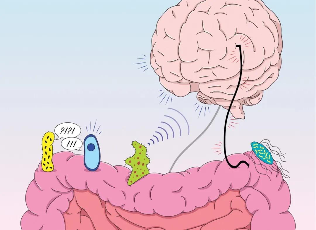 儿童心理健康：肠道细菌在自闭症和多动症中的作用