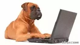 动物饲养人承担无过错责任,养宠物需要规避什么