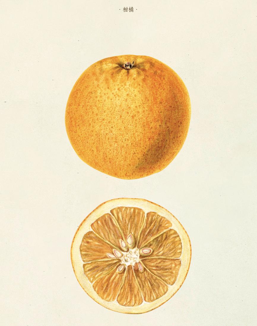 橙子橘子柚子柠檬树哪个开花最香,柚子柑橘橙子之间的关系