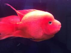 鹦鹉鱼突然变白打蔫怎么救治,鹦鹉鱼变黑怎么回事怎么治疗