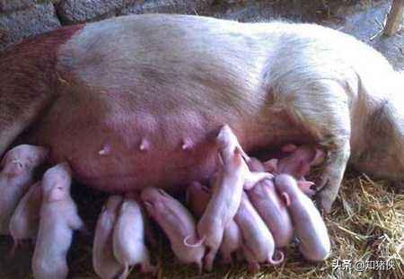 一个小妙招搞定母猪乳房炎，胜过多种抗生素