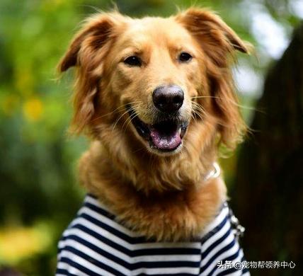 下雨天在家运动，大金毛竟这样偷懒！铲屎官笑喷