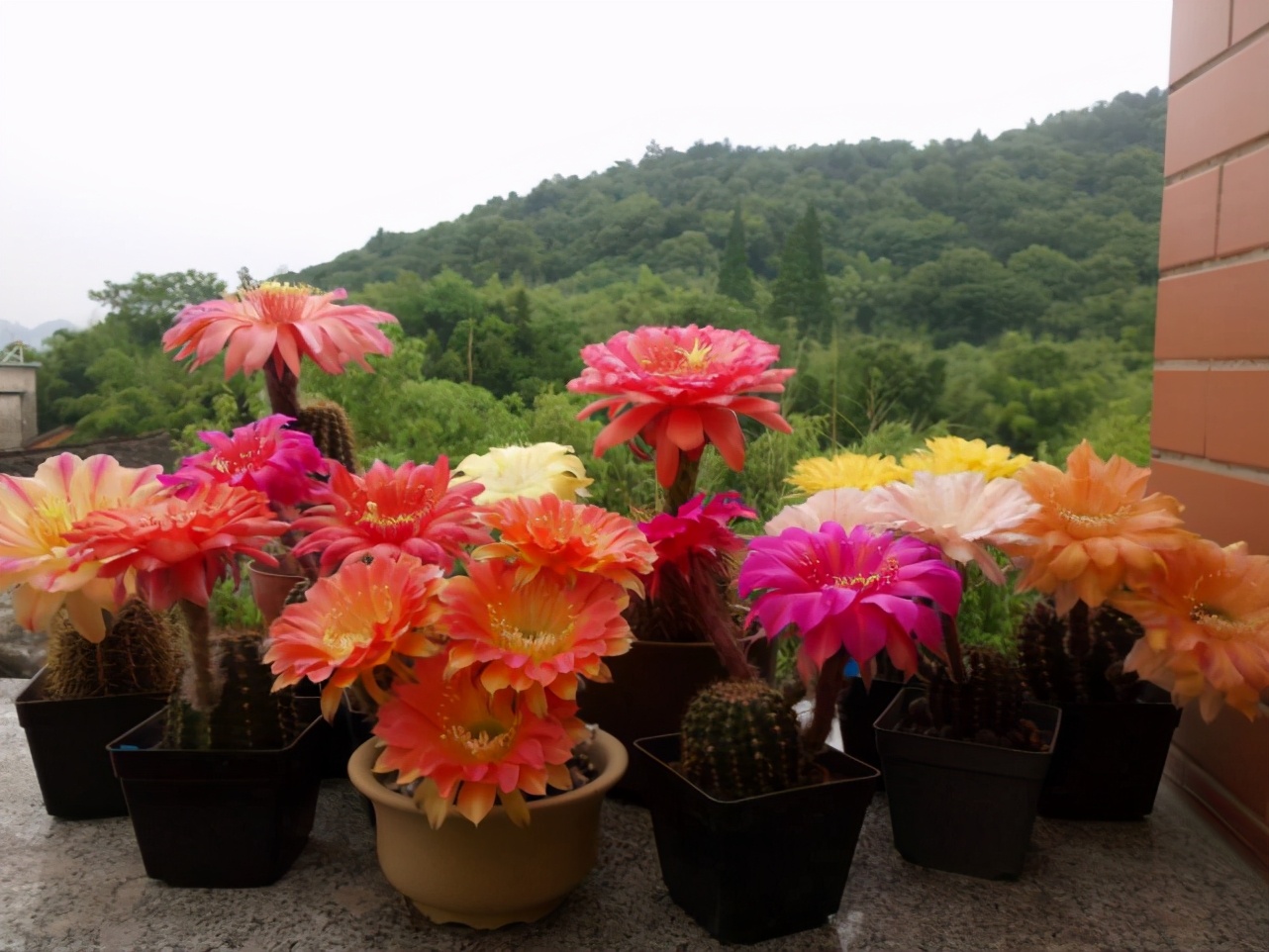 4种盆栽花有开花机器之称,4大仙人球