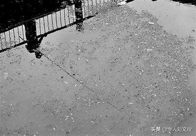 鱼苗气泡病,鱼苗气泡