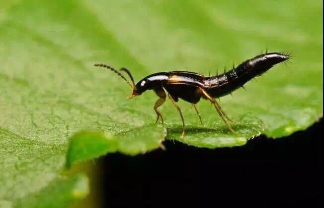 帮帮小课堂|隐翅虫