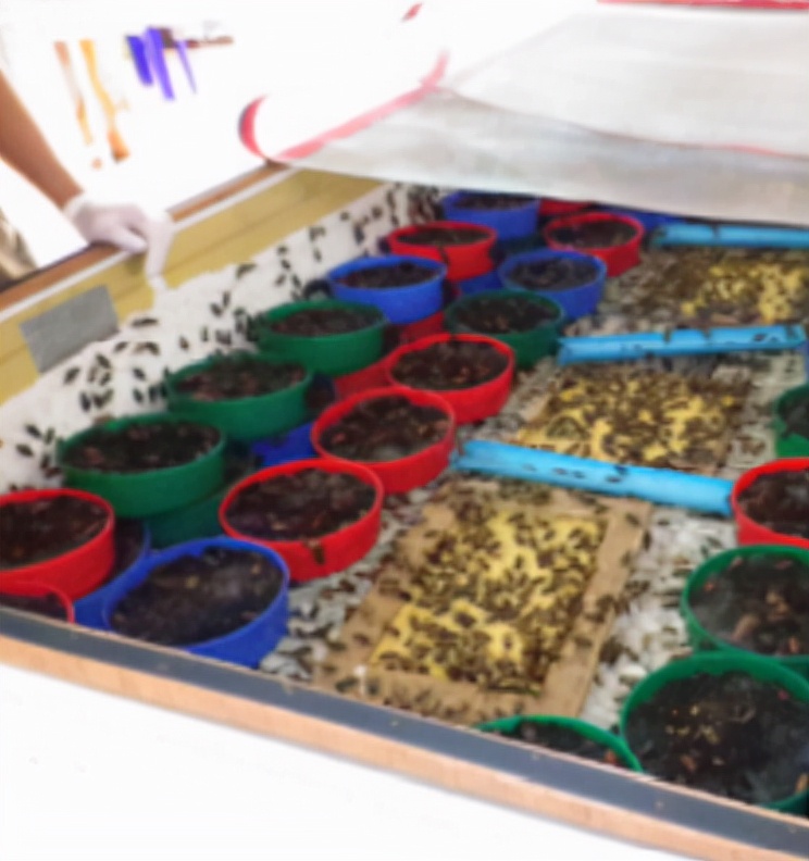 食用蟋蟀养殖赚钱吗农村,食用蟋蟀养殖