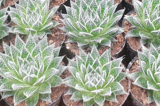 波露如何扦插,波露扦插